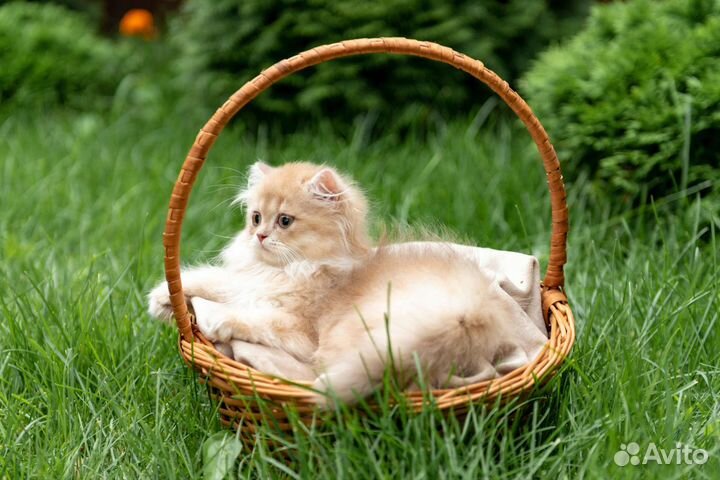 Британская девочка cy12