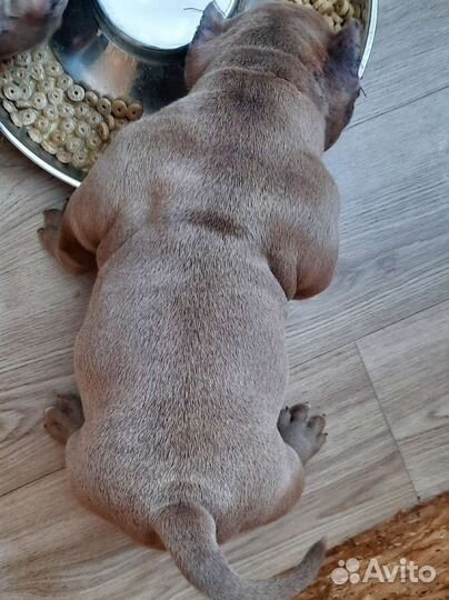 Американский булли микро