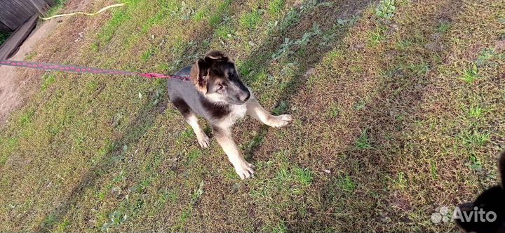 Продам щенков Восточноевропейской овчарки