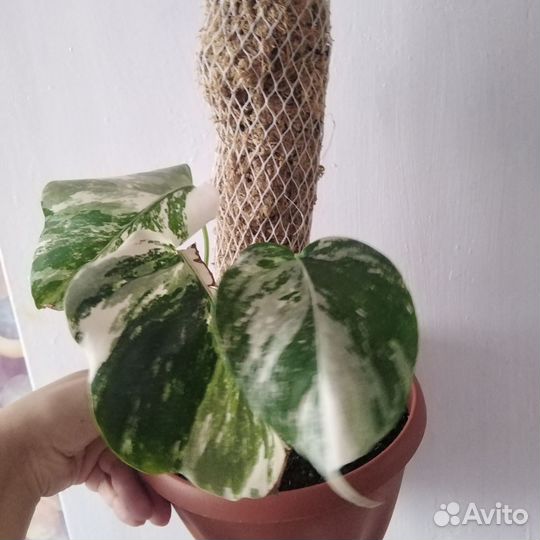 Филодендрон