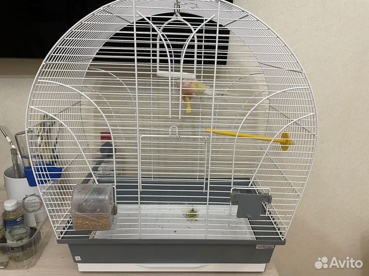 Певчий попугай