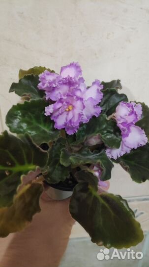 Фиалка Мюзикл