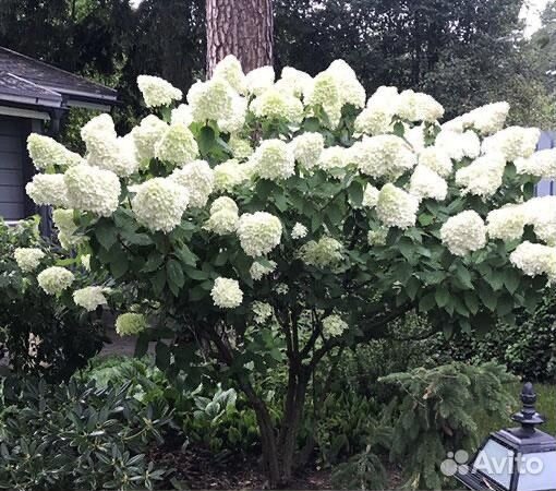 Грандифлора Гортензия метелчатая