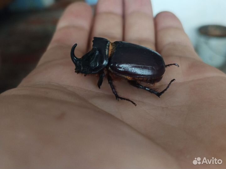 Жук носорог сухой