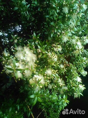 Мирт (адрес в описании)