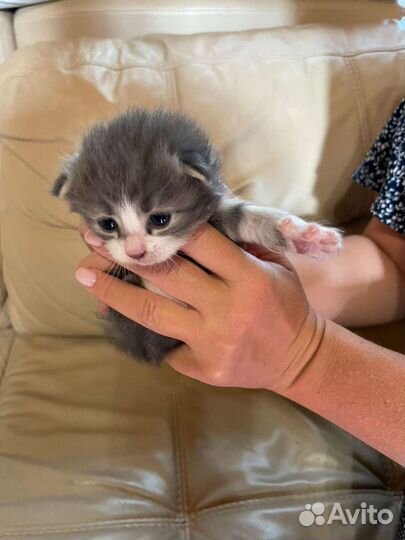 Кошки в добрые руки бесплатно