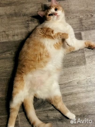 Кошка