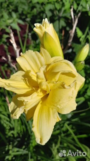 Лилейники сортовые