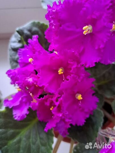 Фиалка в горшочке