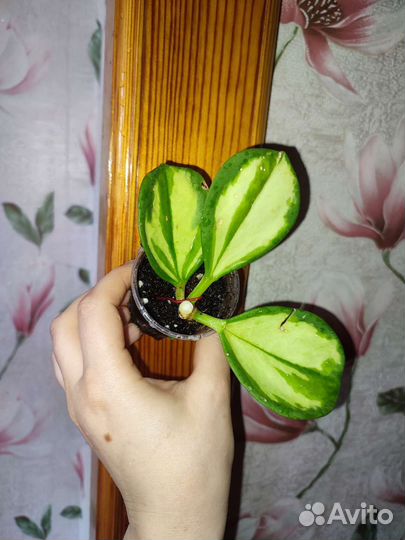 Фикус велютина отправляю почтой