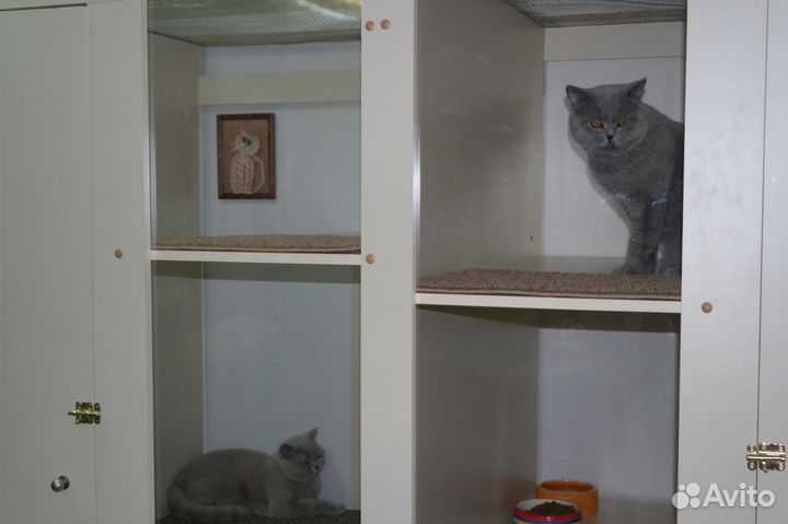 Гостиница для животных