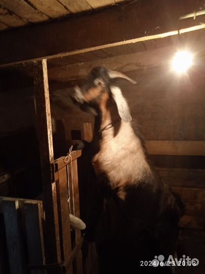 Козел на вязку