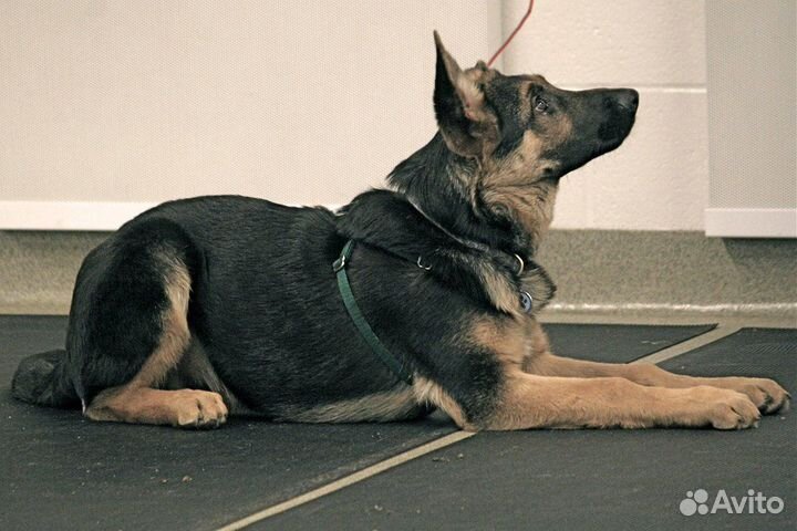 Дрессировка собак. Пермь