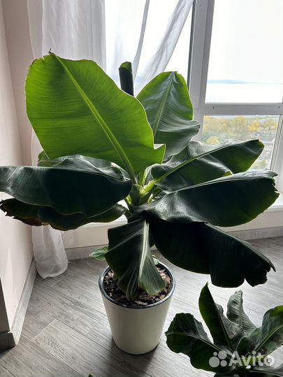 Банан киевский карлик