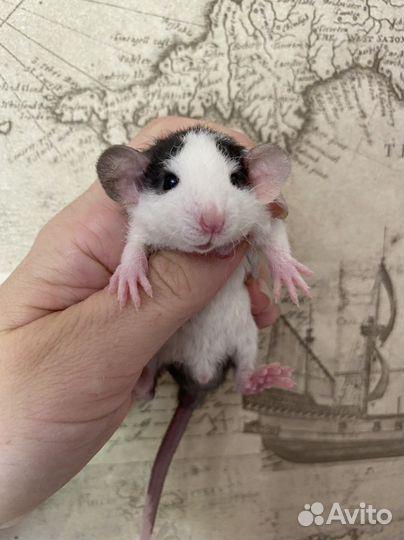 Ручные Крысята Дамбо из питомника.Доставка