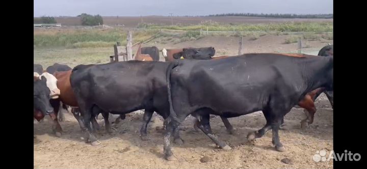 Коровы абердин ангус и герефорд с телочками