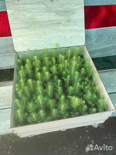 Саженцы сосны обыкновенной зкс