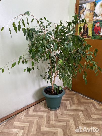 Фикус бенджамина