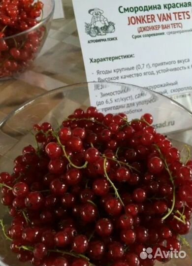 Красная смородина