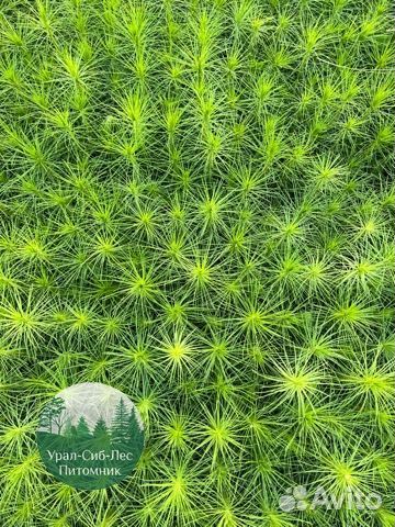 Зкс и окс Сосна Ель Лиственница сеянцы Голуб горн