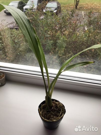 Орхидея зигопеталум