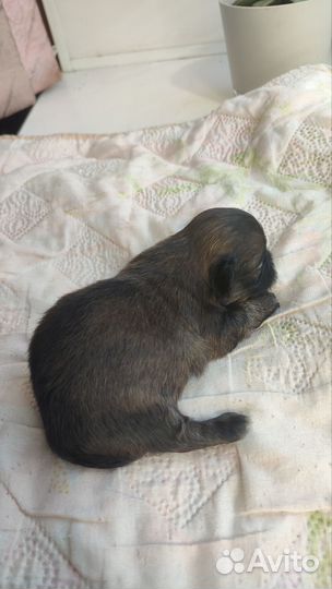 Щенки пекинеса