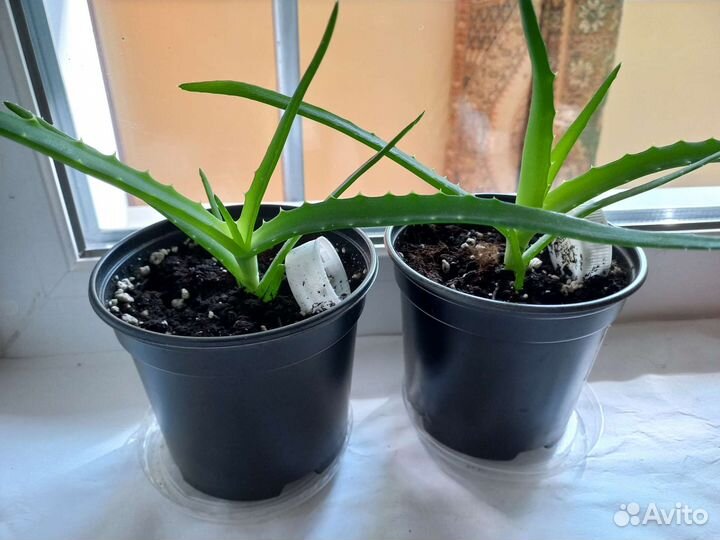 Алоэ лечебный