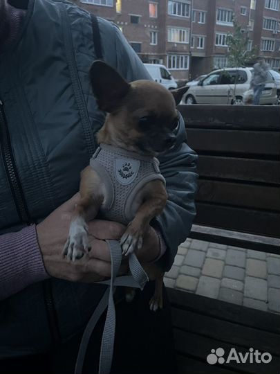 Вязка кобель чихуахуа мини