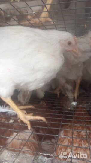 Куры Несушки