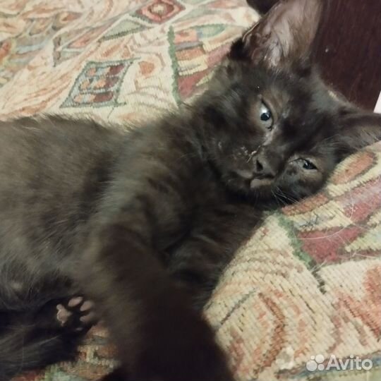 Котёнок в добрые руки