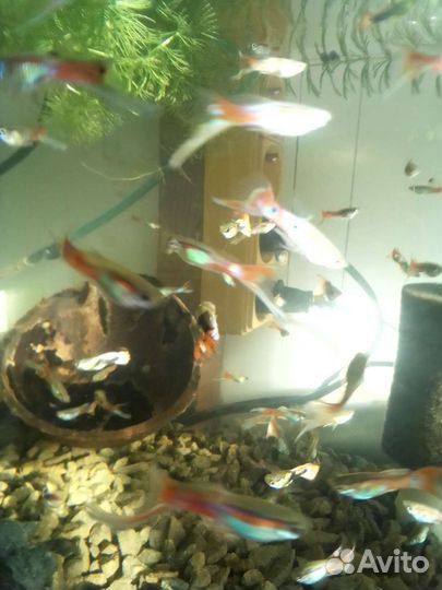 Аквариумные гидробионты и растения