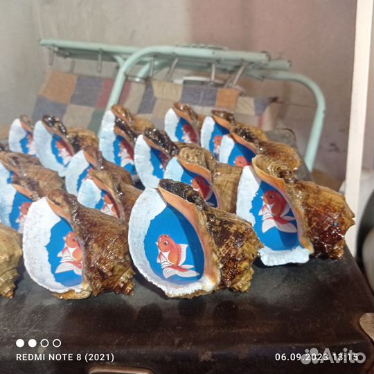 Морские ракушки раковины