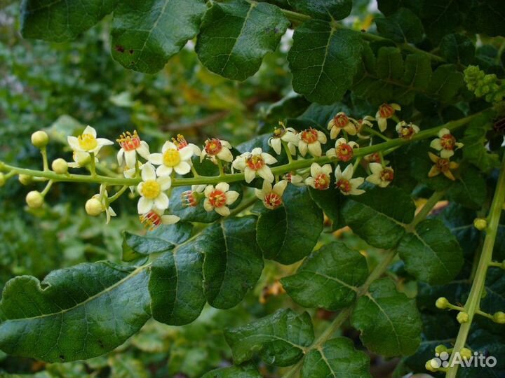 Эфирное масло ладан янг ливинг