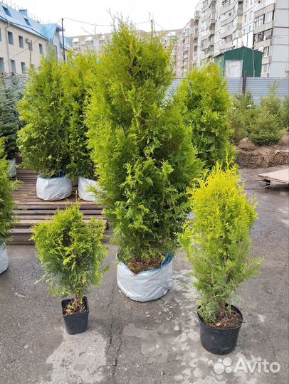 Саженцы туи Голден Брабант
