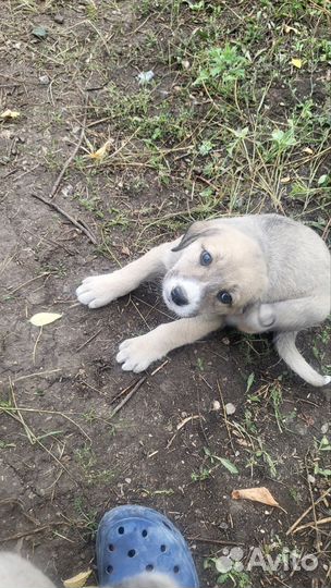 Щенки Алабая в добрые руки