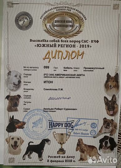 Американская Акита