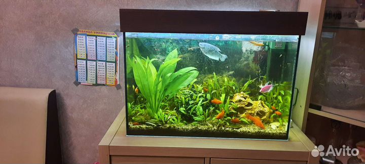 Аквариум 60 литров