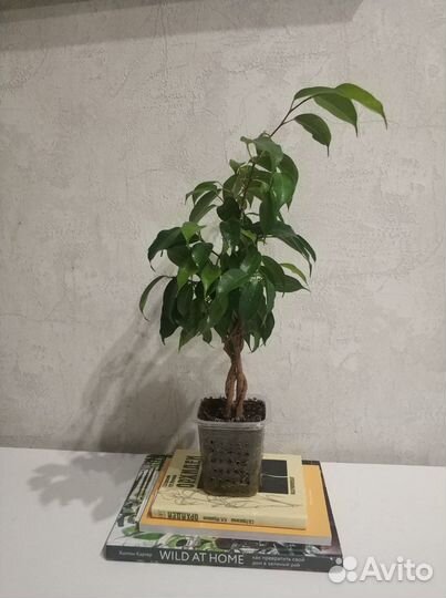 Фикус Бенджамина