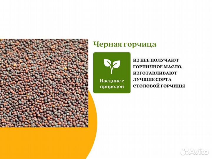 Чёрная горчица (кг)