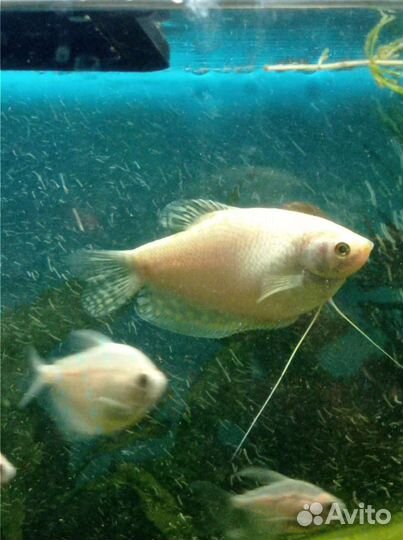 Рыбки акварюмные