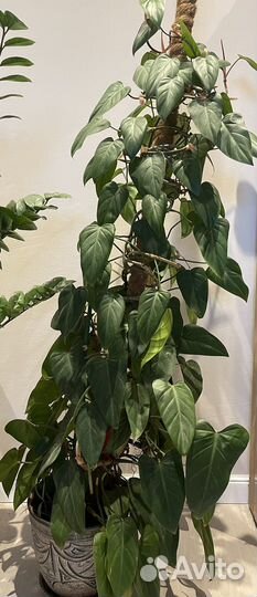 Комнатные растения цветы большие