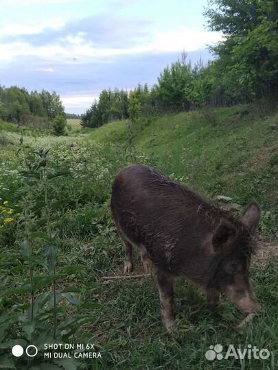 Мясо кабана
