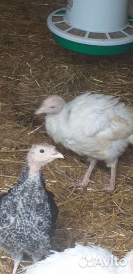 Молодые индюшки