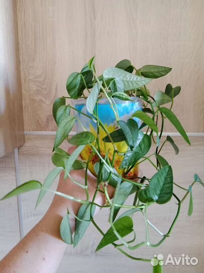 Монстеры Сильвер Блю, Сильтепекана Сальвадор