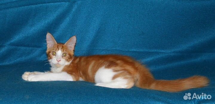 Малыши мейн-кун с документами