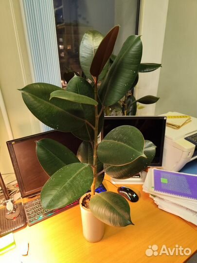 Фикус эластика