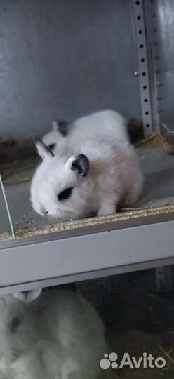 Декоративные кролики