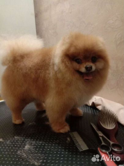 Груминг животных