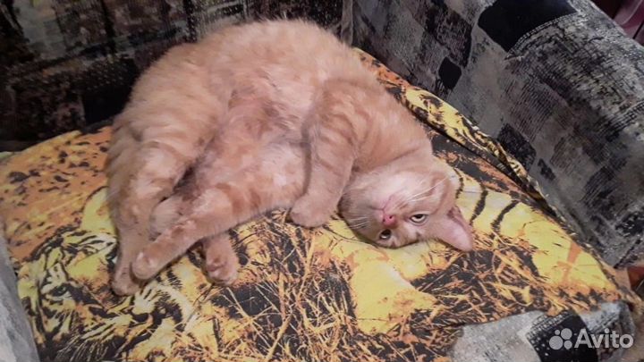 Котята «Рыжая Карамель» в дар в добрые руки