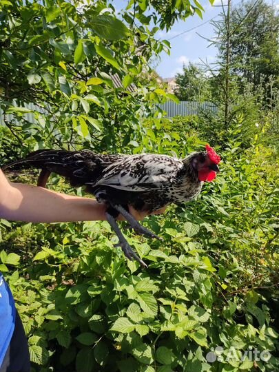 Петух 4 месяца. Гамбургский